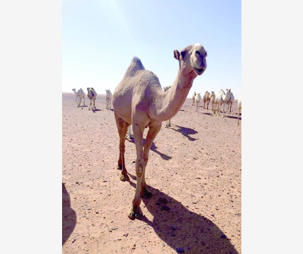 alarab
