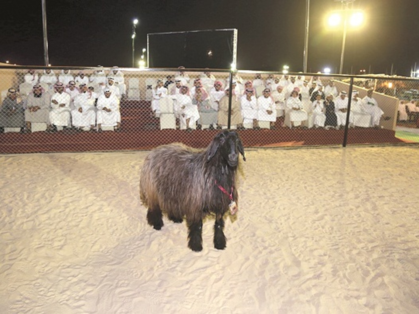 alarab