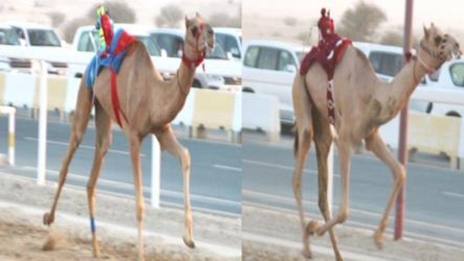 alarab
