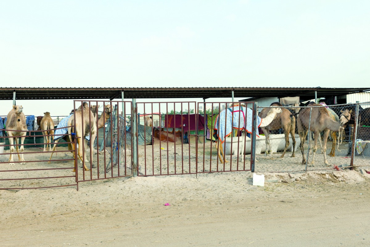 alarab