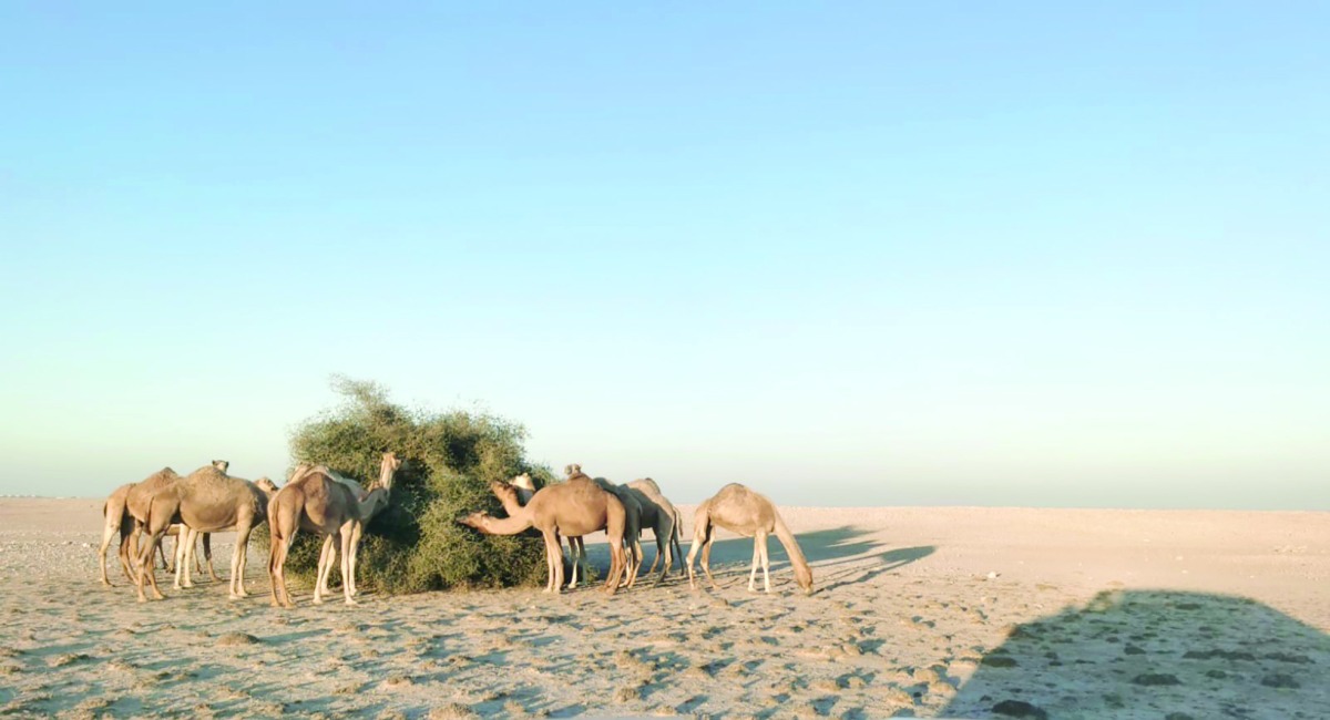 alarab