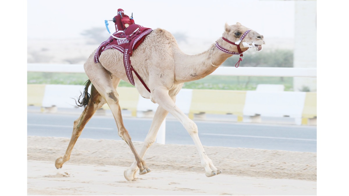 alarab