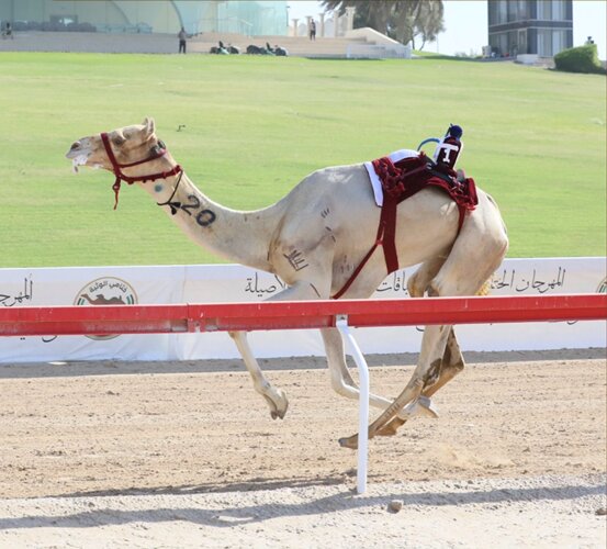 alarab