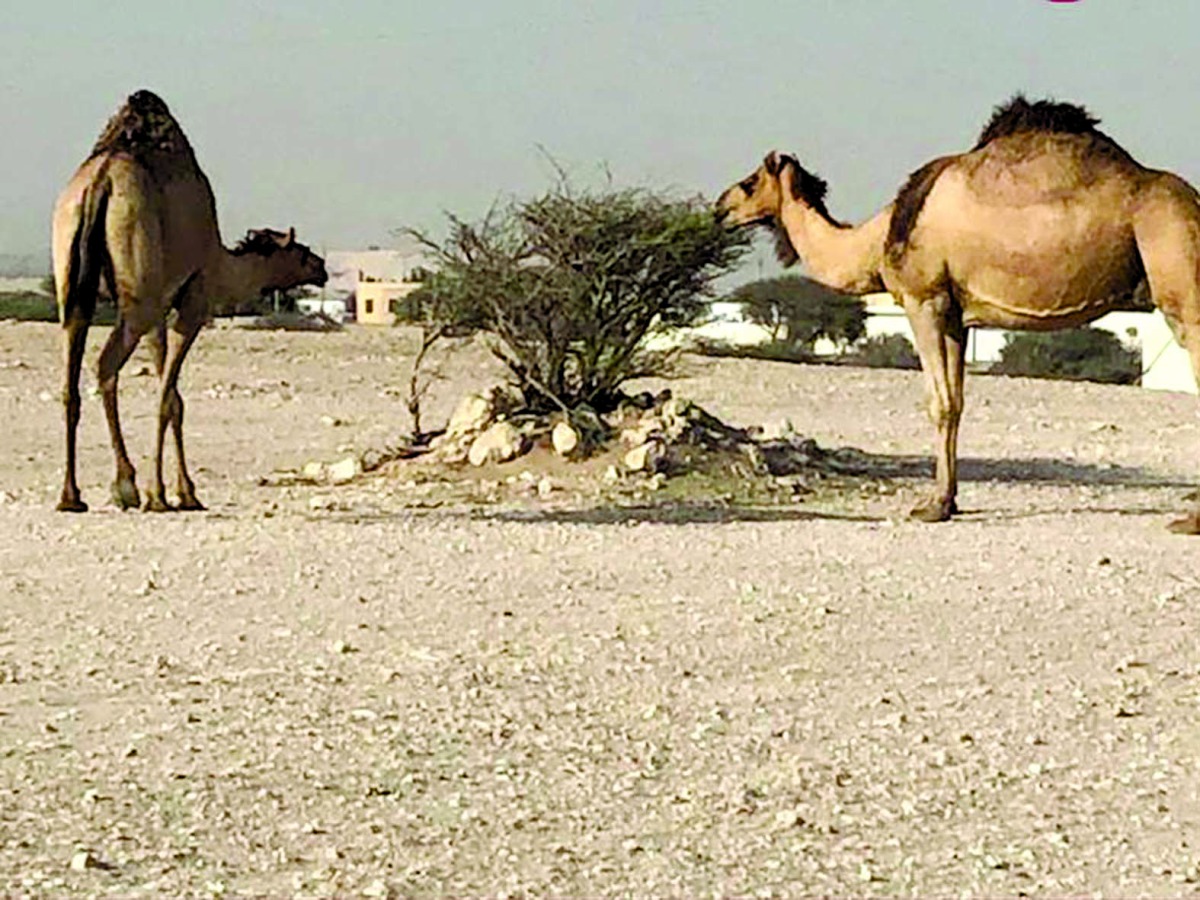 alarab