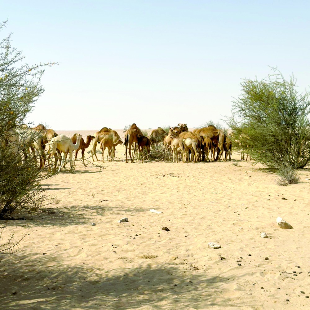 alarab