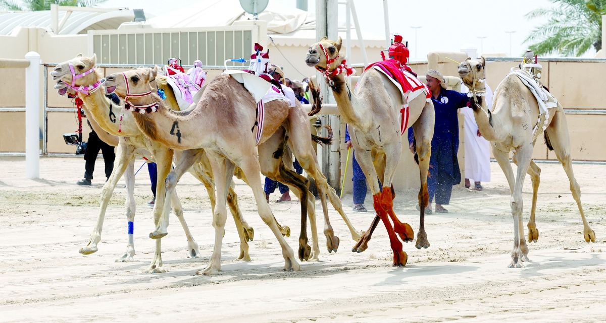 alarab